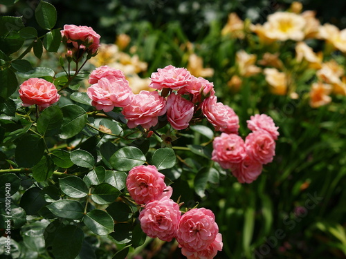初夏のガーデンに咲くピンク色の薔薇