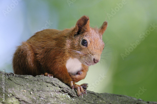 Single Red Squirrel on a tree branch in Poland forest during a spring period