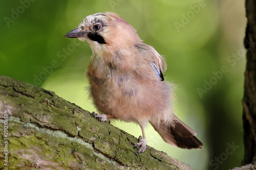 Single Jay bird on a tree branch during a spring nesting period photo