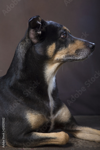 Cane meticcio dal pelo scuro di profilo