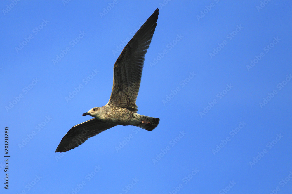 Obraz premium Single Herring Gull bird in flight over grassy wetlands of Biebrza river during a spring nesting period