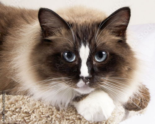 Murphy Ragdoll Cat-White 