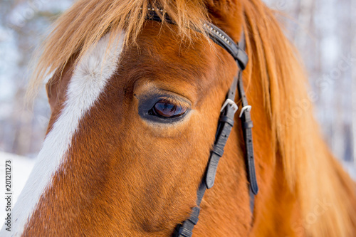 Portrait of a horse