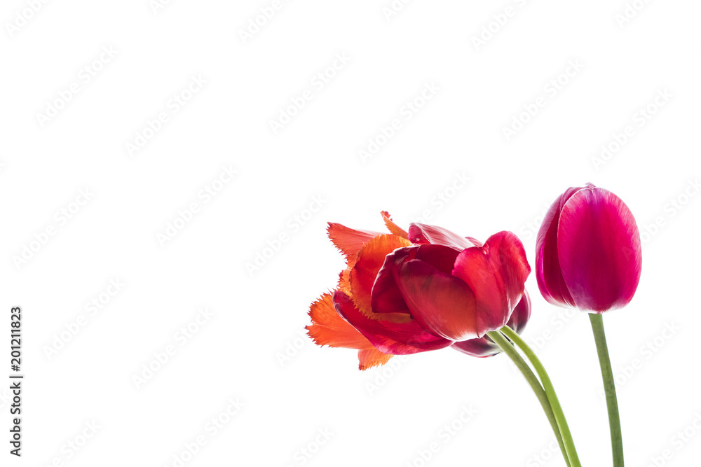 Tulip flowers on white background with space for your text. Tulip flowers on white background with space for your text.