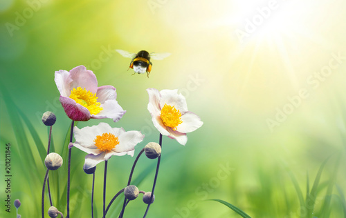 Fototapete Beautiful pink flowers anemones on meadow and flying bumblebee macro on soft blurry light green background in warm  summer in sunshine in nature, bright soulful artistic image, copy space