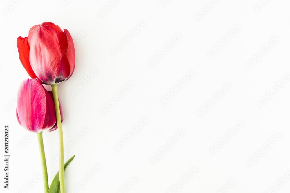 Tulip flowers on white table with human hand and copy space for your text top view. Flat lay