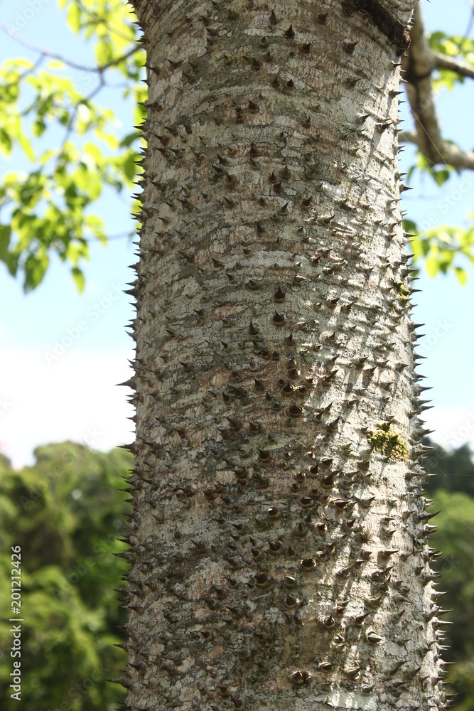 Obraz premium rough texture of the tree