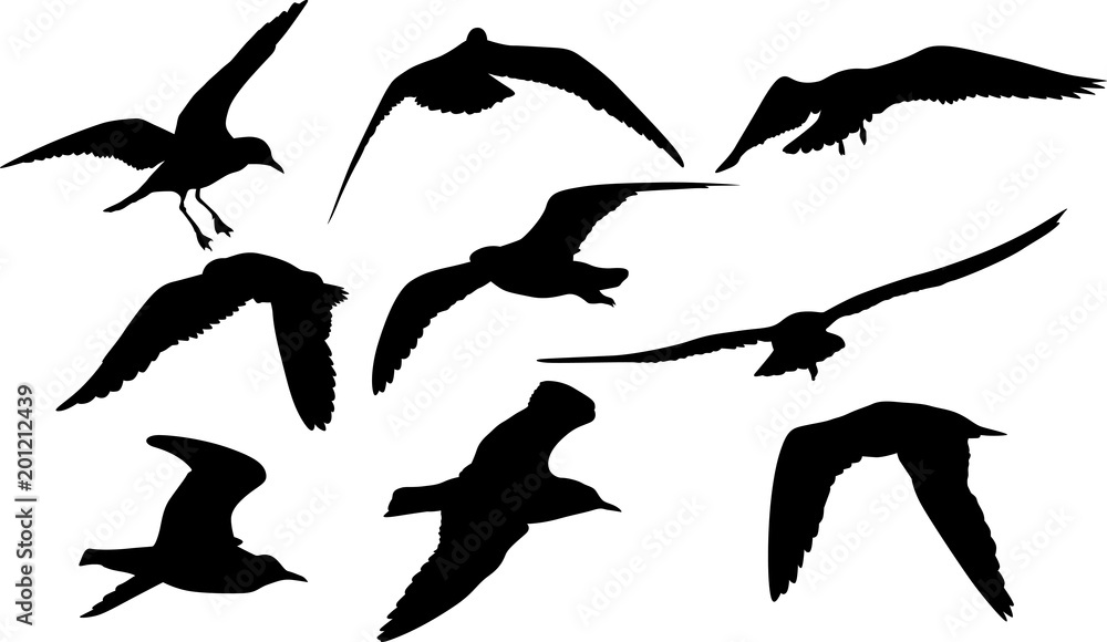 Fototapeta premium collection of nine gull black isolated silhouettes