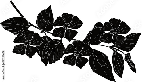 Fototapeta Naklejka Na Ścianę i Meble -  flower branch silhouette isolated on white