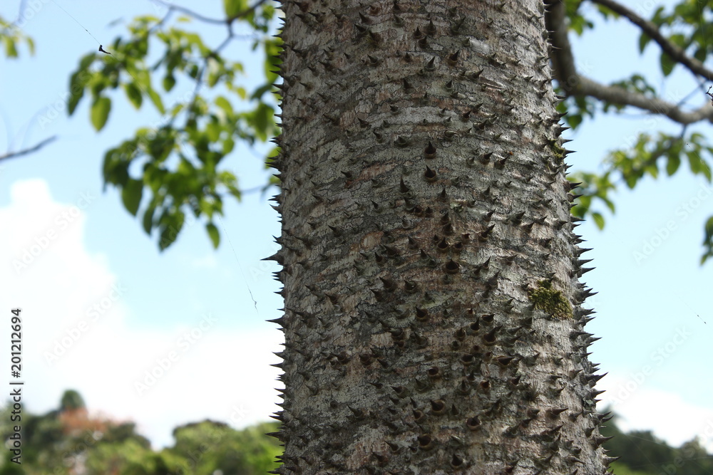 Obraz premium tree with defence