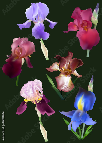 Fototapeta Naklejka Na Ścianę i Meble -  six irisis isolated on black background