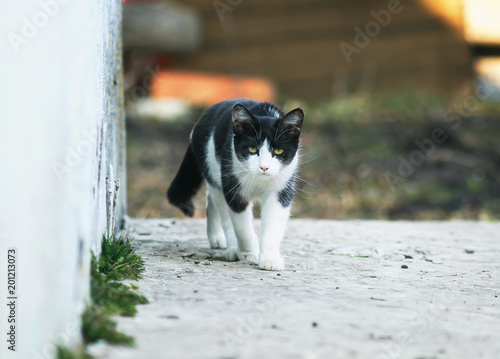  funny scared cute kitten sneaks down the path on the street