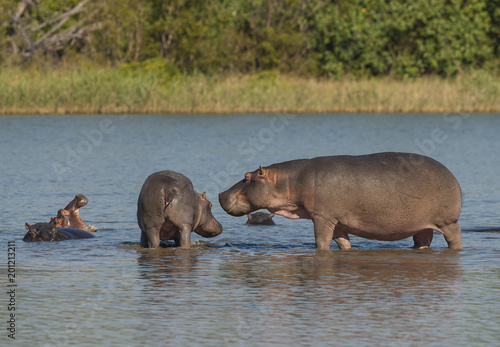 Hippopotamus   Kruger National Park   Africa