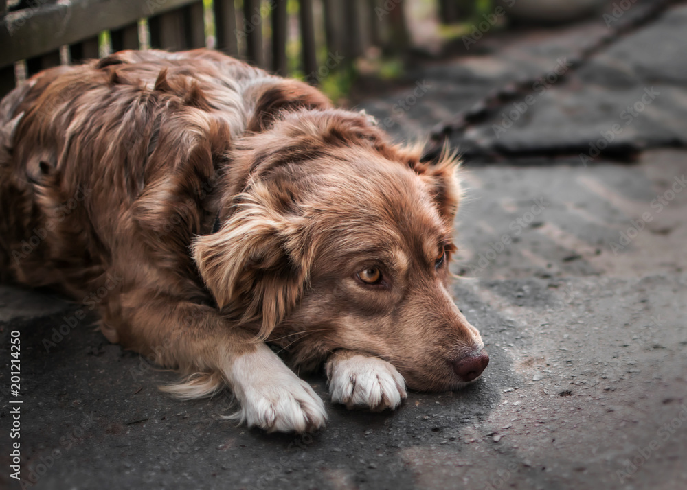Close-up portrait of cute sad or unhappy chained brown or red dog lying or resting on old village yard under wooden fence in shadow