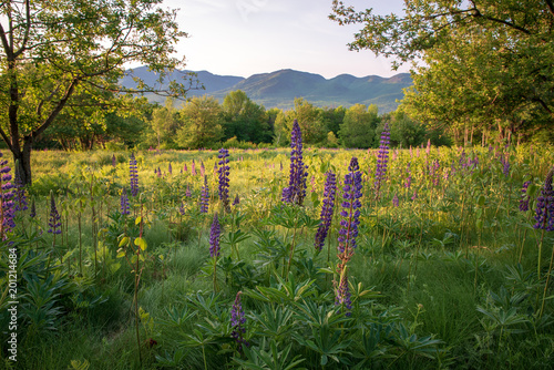 Lupine Flowers in Sugar Hill New Hampshire