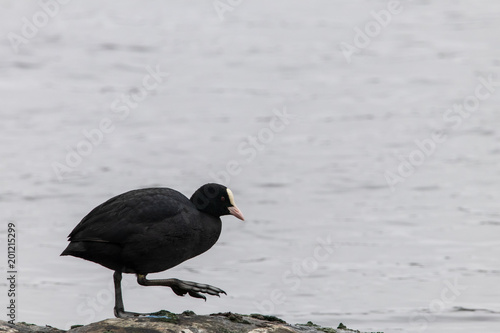 Eurasian coot (Fulica atra)