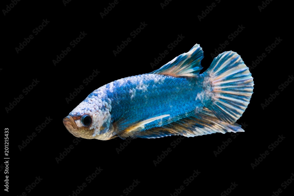 The moving moment beautiful of siam betta fish in thailand on black background. The moving moment beautiful of siam betta fish in thailand on black background.