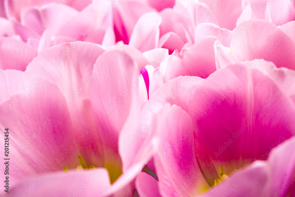 spring flowers banner - bunch of pink tulip flowersbright floral background.