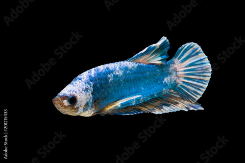 Bild auf Leinwand The moving moment beautiful of siam betta fish in thailand on black background