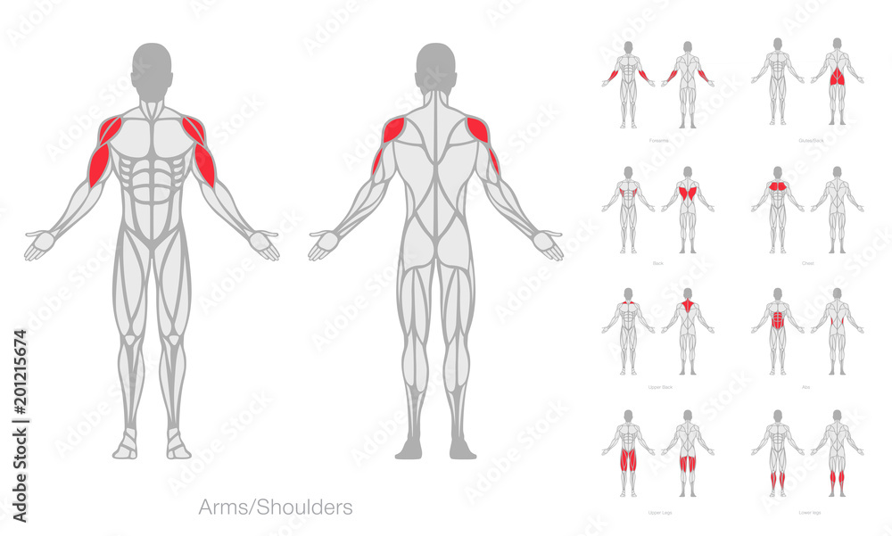 Human muscles anatomy model vector - obrazy, fototapety, plakaty 