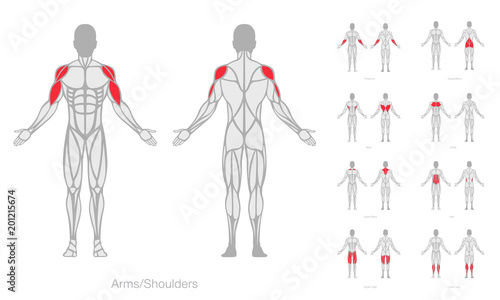 Human muscles anatomy model vector photo