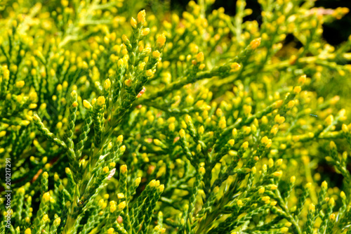 Small green coniferous shrub macro detail abstraction