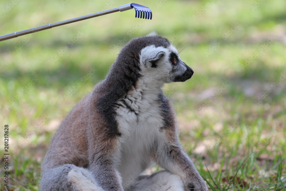 Fototapeta premium Ring Tailed Lemur Enrichment / Scratch with Back Scratcher 