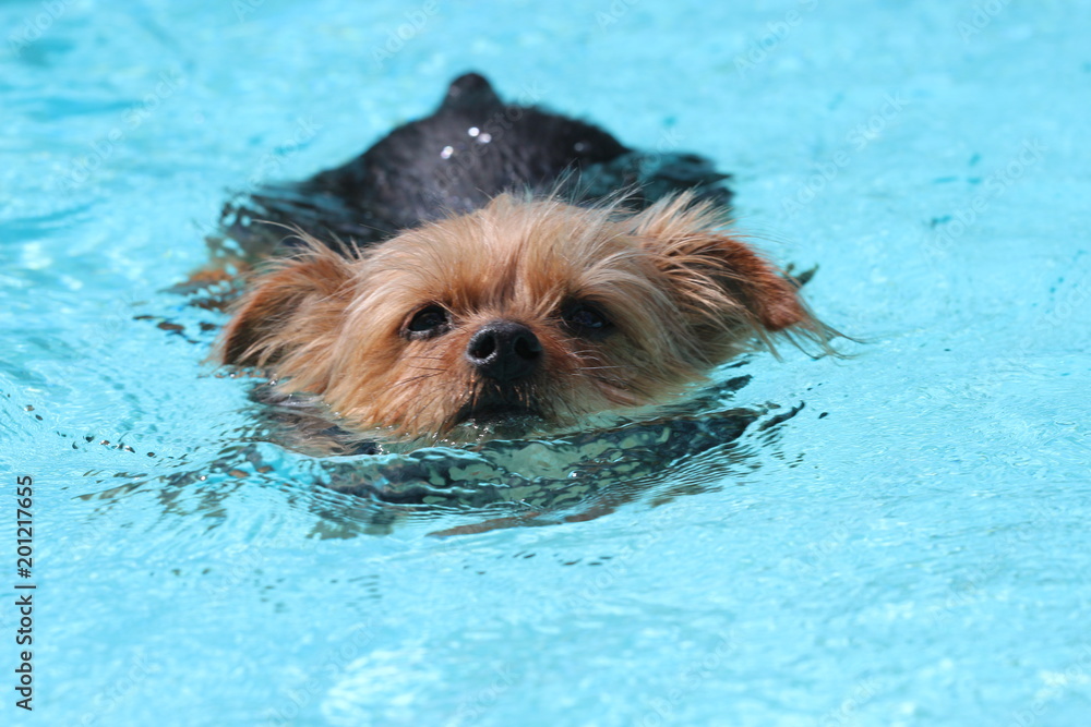 Do Yorkie Dogs Like Swimming