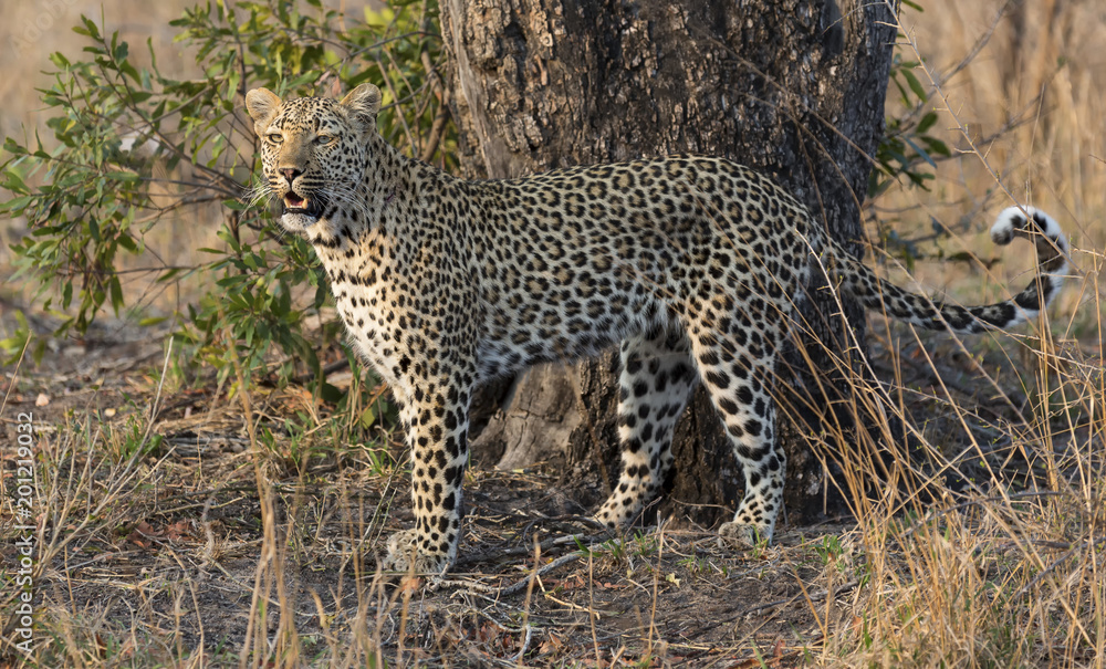 one leopard walking hunting in nature during daytime
