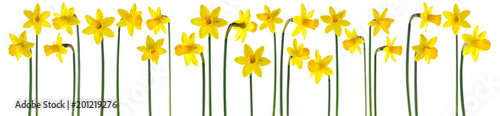 Fotografiet beautiful yellow daffodils isolated on white, can be used as background