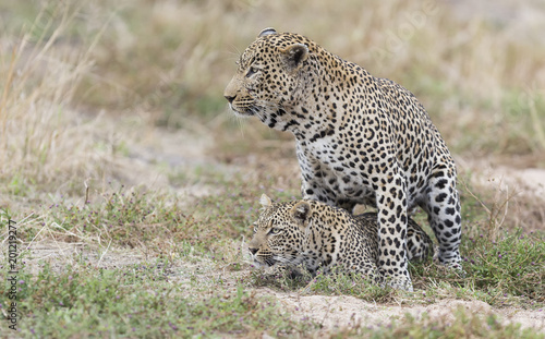 Male and female leopard mating on grass in nature © Alta Oosthuizen