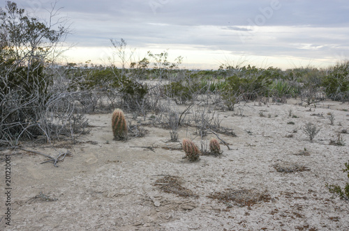 Thelocactus photo