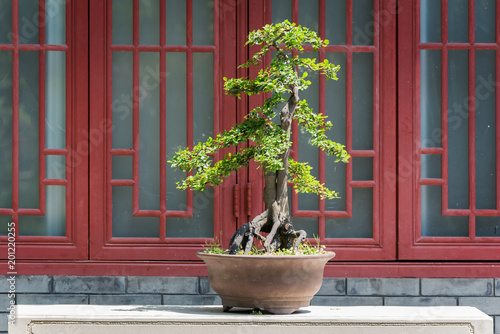 Bonsai tree on a table against a red window in BaiHuaTan public park, Chengdu, China photo