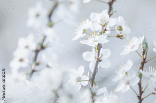 cherry blossoms