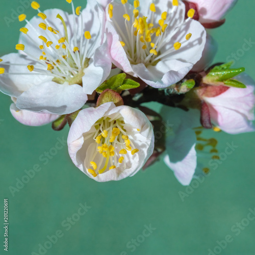 spring flowers  apricot on branches of a apricot tree