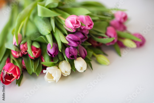 tulips on isolated white background