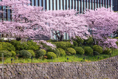 Fototapeta Naklejka Na Ścianę i Meble -  都会に咲く桜