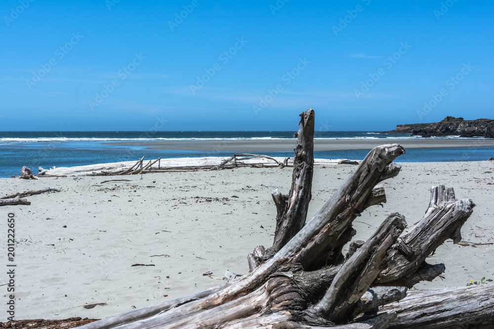 Dead trees on the beach, Mendocino, California