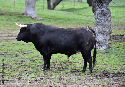 toros en el campo español