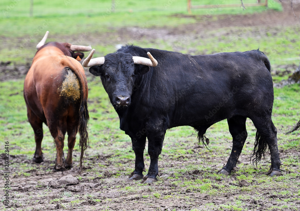 toros en el campo español