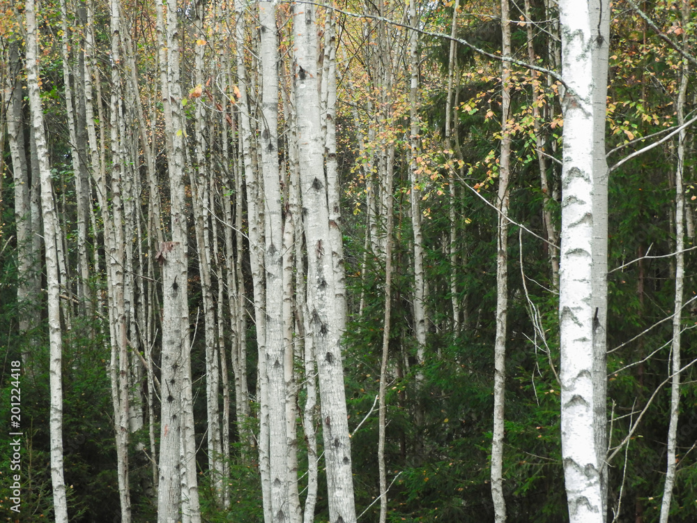 Obraz premium Trunks of birches