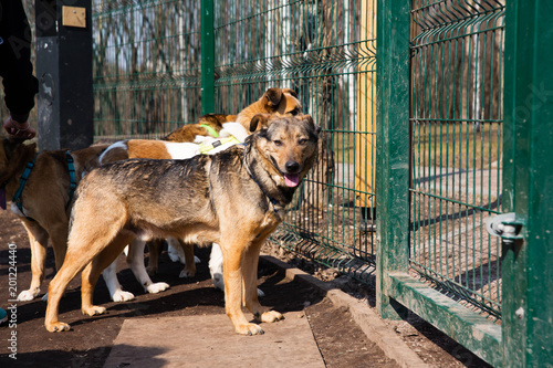 Cage for dogs in animal shelter