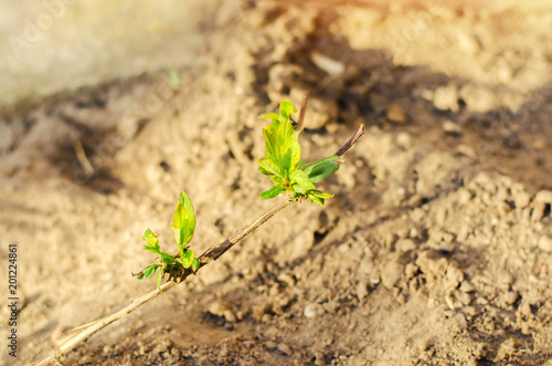 honeysuckle green young sprout grows in the ground, close-up, concept of spring, macro