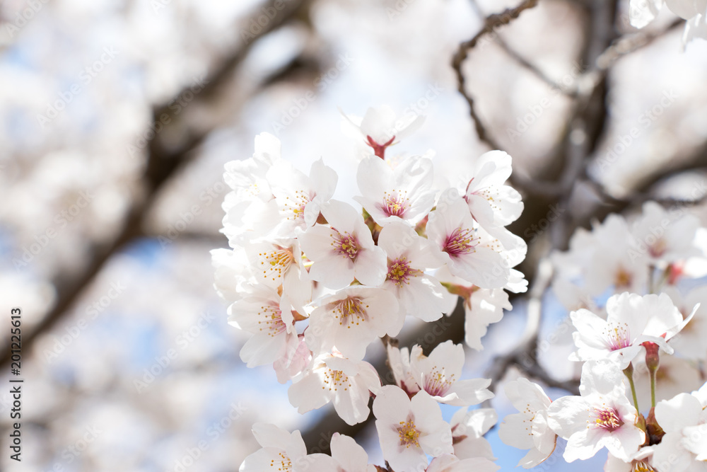 Closed up of flower sakura (cherry) blossom on blue sky background