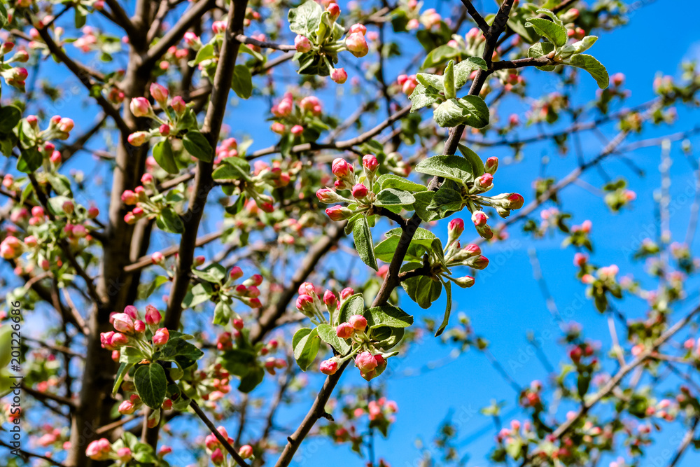 Flowering of fruit tree in spring
Flowering of fruit tree in spring