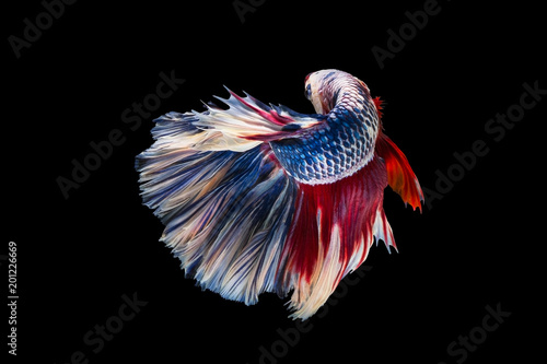 Bild auf Leinwand The moving moment beautiful of siam betta fish in thailand on black background