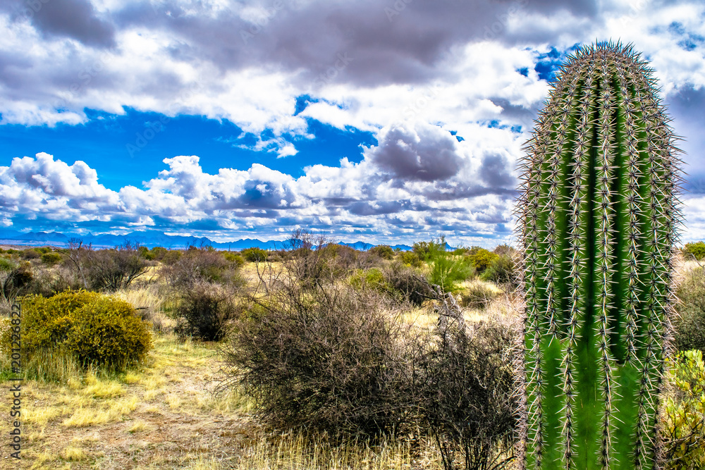 McDowell Wilderness in Arizona Desert McDowell Wilderness in Arizona Desert