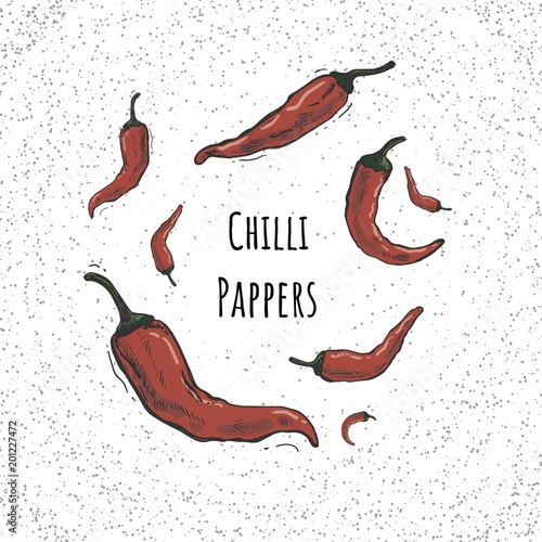 Chilly peppers, chilli Vector hand drawn vector illustration. Hand drawn pepper for card, menu, banner or other.