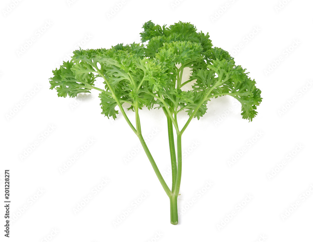 Parsley isolated on white background Parsley isolated on white background