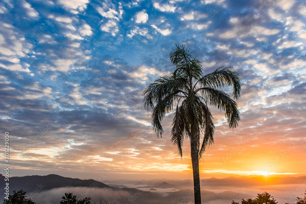Obraz premium Dawn with silhouetted trees with colorful sky, sun between clouds